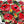 Red Roses