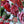 Red Roses 4x4