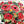 Red Roses