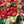 Red Roses