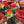 Red Roses