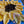 Sunflower Love