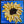 Sunflower Love
