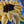 Sunflower Love
