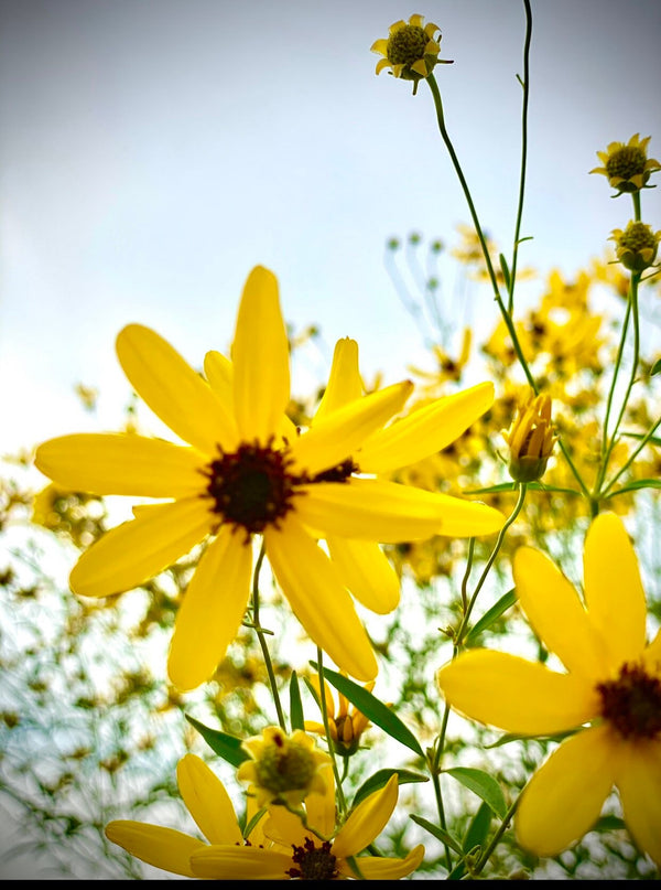 Summer Salutation