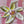Flower 6x6
