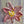 Flower 6x6