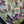 Reflections of Iris, 34x34, Black frame, Floral Abstract Impasto Painting - Diagonal, Item# 131