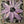 Petal Pops 6x6