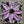 Petal Pops 6x6