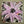 Petal Pops 6x6
