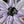 Petal Pops 6x6
