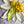 Dawn Of Independence 8 x 8 3D hand painted Textured Art Flower by Barbara Posey Scharpf