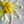 Dawn Of Independence 8 x 8 3D hand painted Textured Art Flower by Barbara Posey Scharpf