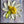 Dawn Of Independence 8 x 8 3D hand painted Textured Art Flower by Barbara Posey Scharpf