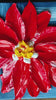 Freedom Flower 8x8 pallet knife floral painting, textured acrylic wall art by Barbara Posey Scharpf
