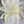 Dawn Of Independence 8 x 8  3D hand painted Textured Art  Flower by Barbara Posey Scharpf