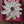 Petal Pops 6x6
